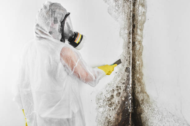 Best Residential Mold Removal  in East Williston, NY