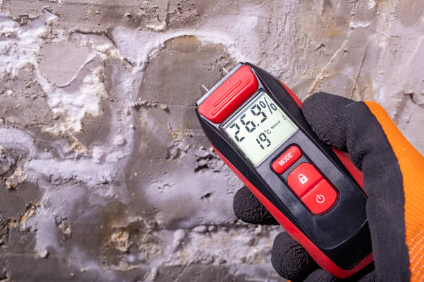 Mold Removal Process in East Williston, NY
