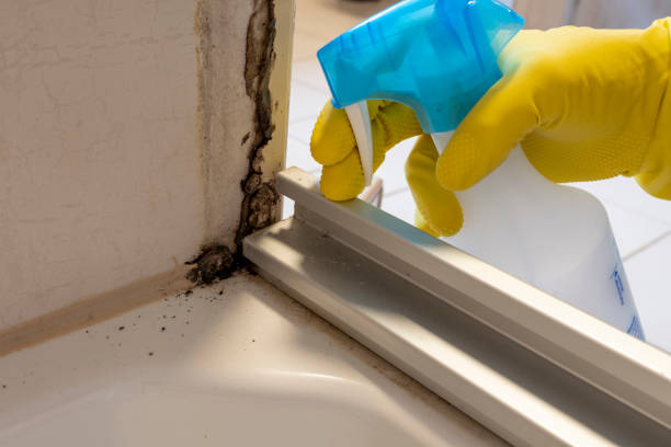 Best Certified Mold Removal  in East Williston, NY