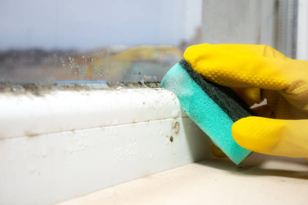 Attic Mold Removal in East Williston, NY