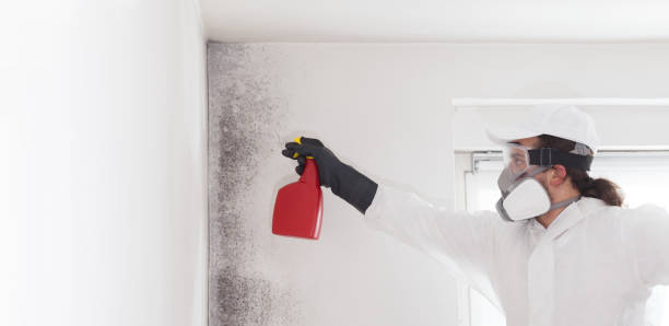 Crawl Space Mold Removal in East Williston, NY