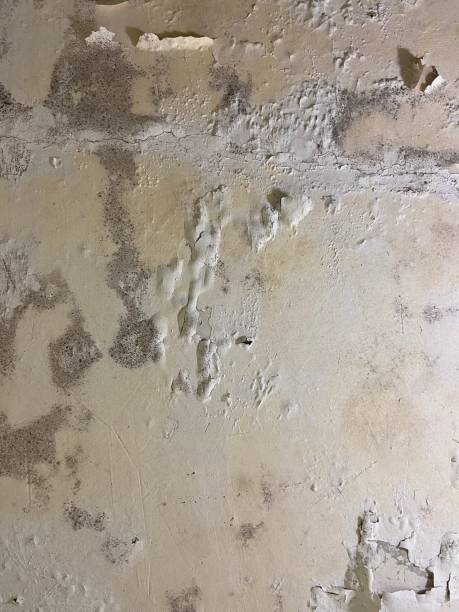 Best Mold Removal Process  in East Williston, NY