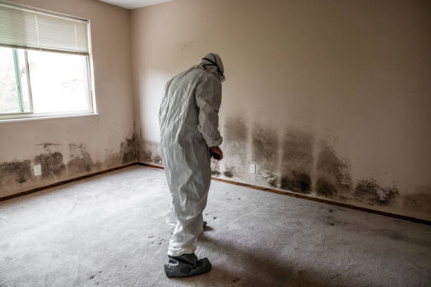 Best Office Mold Removal Services  in East Williston, NY