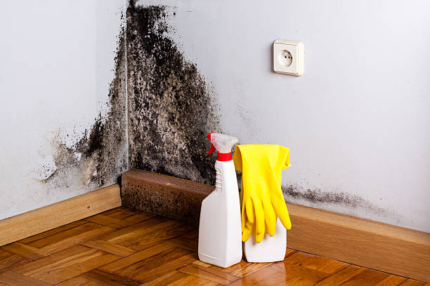 Best Toxic Mold Removal  in East Williston, NY